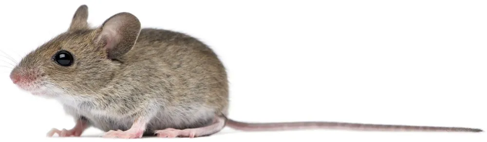 Серая мышь читать полностью. Мышь Полевая сбоку. Мышь на белом фоне. Полевая мышь на белом фоне. Мышь боком.